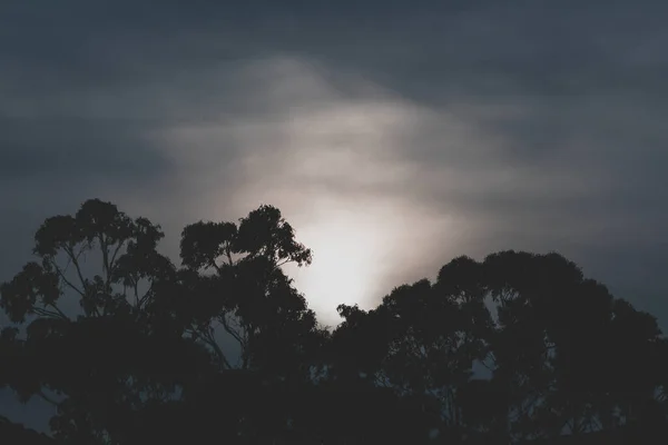 Güneş Okaliptüs Ağaçlarıyla Dağların Üzerinde Batıyor Siluetler Tazmanya Avustralya Kışın — Stok fotoğraf