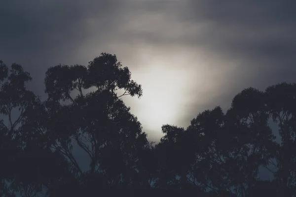 Sonnenuntergang Über Den Bergen Mit Silhouetten Von Eukalyptusbäumen Und Wolkenverhangenem — Stockfoto