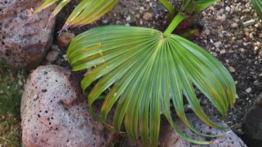 close-up of chinese fan palm plant outdoor in sunny backyard tiny tree close to the ground