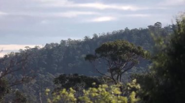 timelapse of native Australian eucalypus gum tree surrounded by thick bush vegetation with sun shining on it