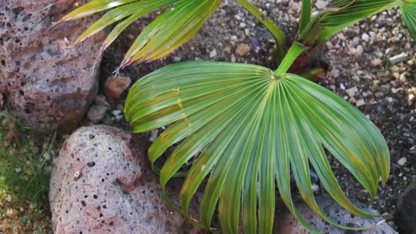 Närbild Kinesisk Fläkt Palm Växt Utomhus Solig Bakgård Liten Träd — Stockvideo