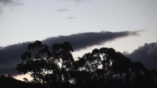 Timelapse Dusk Sunset Clouds Mountains Eucalyptus Gum Trees Foreground Shot — ストック動画