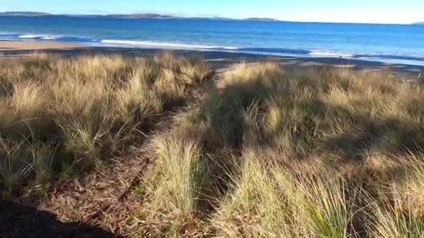 Beautiful Sunny Beach Southern Tasmania Australia Vegetation Shore Deep Blue — Stock video