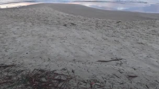 Sunset Pristine Beach Southern Tasmania Australia Colorful Clouds Reflecting Pacific — Vídeo de stock