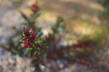 Avustralya 'nın yerli şişe fırçası açık havada kırmızı çiçeklerle Callisten sığ bir tarla derinliğinde güneşli arka bahçede çekim yapıyor.