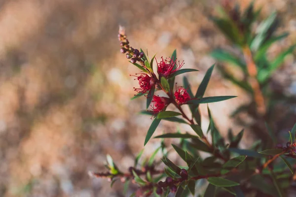 Ιθαγενή Αυστραλιανό Μπουκαλάκι Callistemon Κόκκινα Λουλούδια Εξωτερική Ηλιόλουστη Αυλή Πυροβόλησε — Φωτογραφία Αρχείου