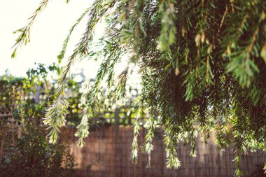 Avustralya 'nın yerli şişe fırçası dışarıdaki güneşli arka bahçedeki Callisten ağacı sığ alan derinliğinde çekim yapıyor.