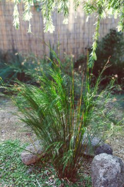 Avustralya 'nın yerel sulak arazisi Tassel Cord Rush Baloskion Tetraphyllum açık havada güneşli arka bahçede sığ bir tarlada çekilmiş.