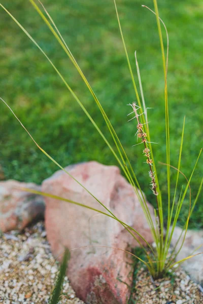 Planta Grama Lomandra Australiana Nativa Com Flores Vagens Sementes Livre — Fotografia de Stock