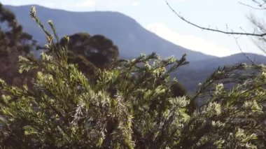 Güneşli, sakin bir arka bahçesi var. Arka bahçesinde dağlarla birlikte gün ışığında parlayan Callisten şişe fırçası ağacı sığ bir tarlada çekiliyor.