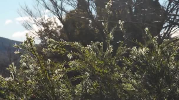 カリストンボトルブラシの木と牧歌的な日当たりの良い裏庭畑の浅い深さで撮影された裏庭の山々と太陽の下で輝く — ストック動画