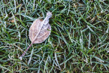Donmuş yaprak ve kışın yakın plan çekimi. Yeşil çimlerin üzerinde don. Sığ tarlanın derinliğinde çekilmiş.