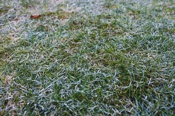 Gefrosteter Rasen Nahaufnahme Von Winterlichem Morgenfrost Auf Grünem Gras Aufgenommen — Stockfoto