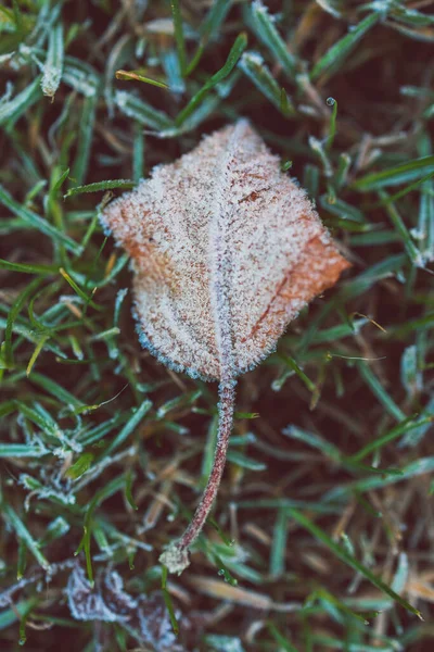 얼어붙은 나뭇잎 과얕은 필드에서 촬영푸른 잔디에 서리의 — 스톡 사진