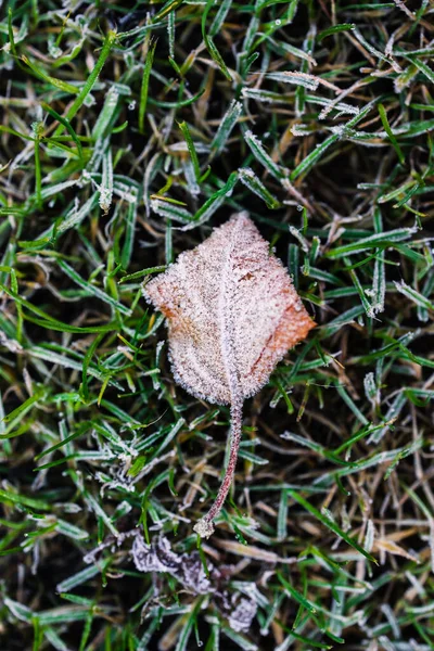 Frostat Blad Och Närbild Vintern Morgon Frost Grönt Gräs Skott — Stockfoto