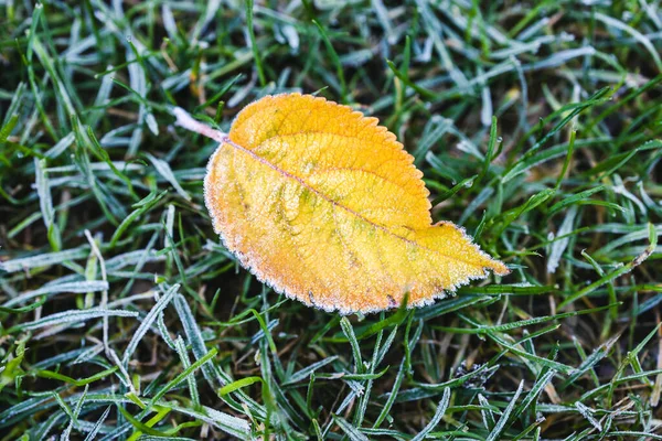 Hoja Esmerilada Primer Plano Heladas Invierno Por Mañana Sobre Hierba — Foto de Stock