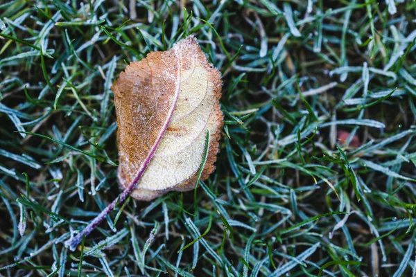 Frostat Blad Och Närbild Vintern Morgon Frost Grönt Gräs Skott — Stockfoto