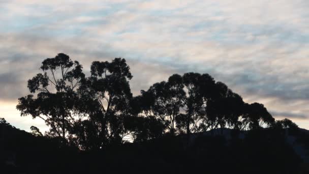 Timelapse Vacker Himmel Med Moln Som Rullar Över Eukalyptus Tuggummi — Stockvideo