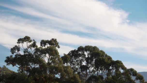 冬にオーストラリアのタスマニアで撮影されたユーカリの木の上を雲が転がり — ストック動画