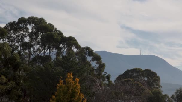 冬にオーストラリアのタスマニアで撮影されたユーカリの木の上を雲が転がり — ストック動画