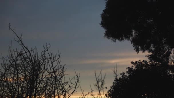 Timelapse Céu Amanhecer Virando Dourado Cercado Por Vegetação Espessa Tiro — Vídeo de Stock