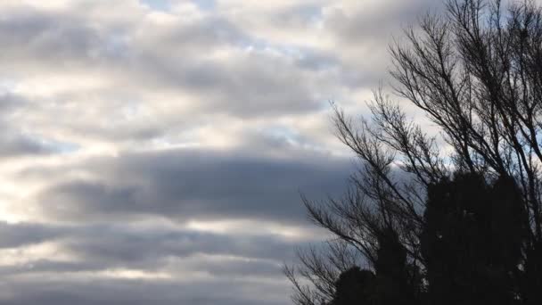美丽的云彩在黄昏的天空中飞舞 前景光明的树木在风中飞扬 — 图库视频影像