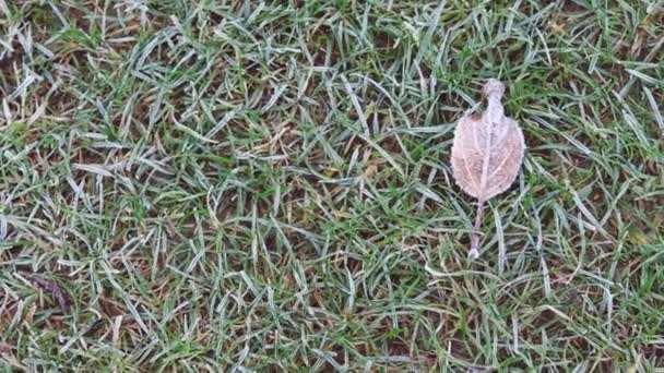 Feuille Givrée Gros Plan Gel Matinal Hiver Sur Herbe Verte — Video