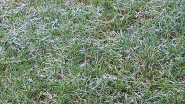 Pelouse Givrée Gros Plan Gel Matinal Hiver Sur Herbe Verte — Video