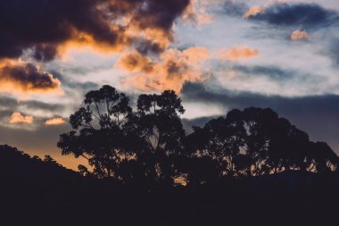 Tepeler üzerinde mor ve pembe tonlarla gün batımı ve Tazmanya, Avustralya 'da çekilmiş okaliptüs sakız ağaçları.