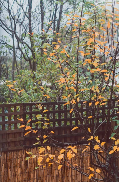 idyllic autumn backyard with plants and tree with golden and orange tones shot with telephoto lens