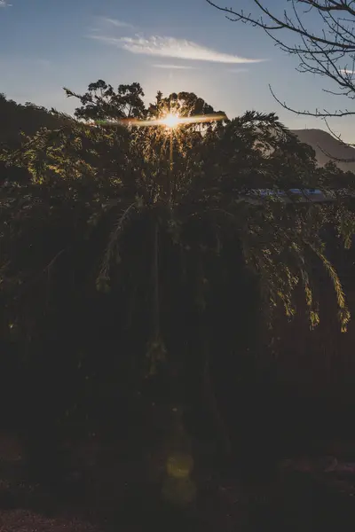 Idilli Napos Hátsó Udvar Napkitöréssel Ragyog Ágak Callistemon Eukaliptusz Rágógumi — Stock Fotó