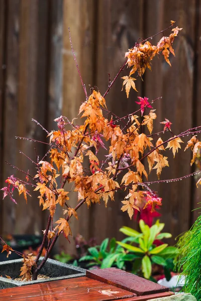 idyllic autumn backyard with plants and tree with golden and orange tones shot with telephoto lens
