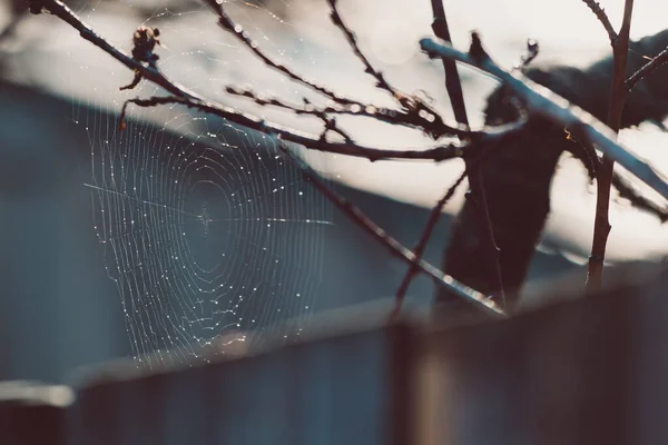 Pavučina Mezi Větvemi Stromů Zářící Slunečním Svitu Vystřelená Mělké Hloubce — Stock fotografie