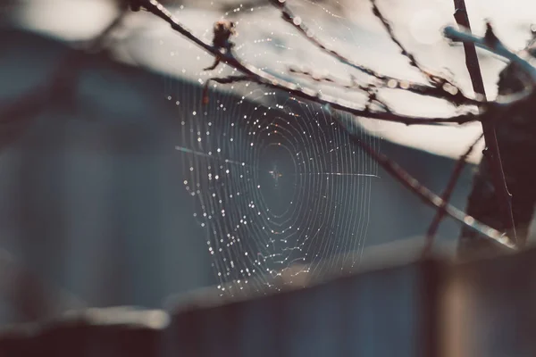 Pavučina Mezi Větvemi Stromů Zářící Slunečním Svitu Vystřelená Mělké Hloubce — Stock fotografie