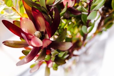 Yakın plan kırmızı protea çiçekleri. Arka plan güneşli. Sığ alan derinliğinde çekim yapıyorlar.