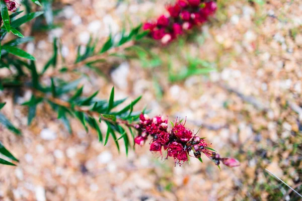 フィールドの浅い深さで撮影日当たりの良い裏庭でネイティブオーストラリアの赤カリスモン植物屋外 — ストック写真