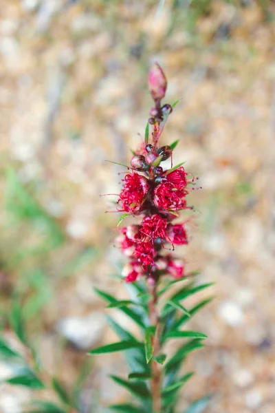Native Australian Red Callistemon Plant Outdoor Sunny Backyard Shot Shallow — Stock Photo, Image