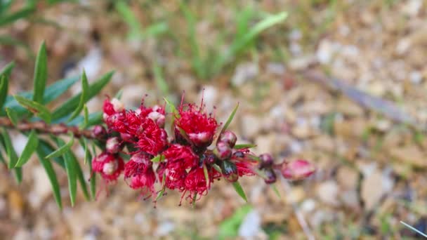 Planta Callistemon Rojo Australiano Nativo Aire Libre Patio Trasero Soleado — Vídeos de Stock