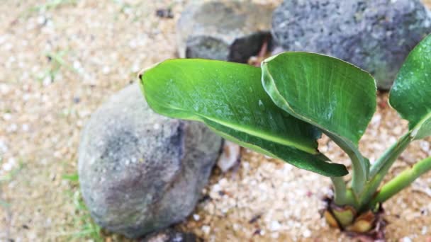 Közelkép Paradicsommadár Strelitzia Pálmafa Esőcseppek Trópusi Eső Lövés Kézzel Tartott — Stock videók