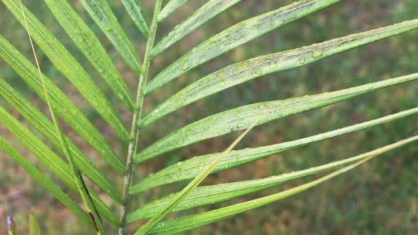 Palmiye Bitkisine Yakın Çekim Alanı Sığ Olan Tropikal Yağmur Damlalarıyla — Stok video