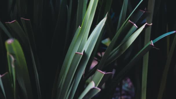深い緑と暗いムーディトーンの熱帯の葉の間で喘ぐ フィールドの浅い深さで撮影されたネイティブオーストラリアのディアネラ草の植物屋外 — ストック動画