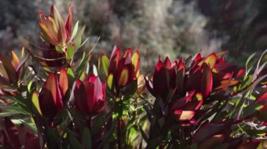 Pencerenin yanındaki vazoda kırmızı protea çiçeklerinin yakın plan çekimi, arka planda sığ alan derinliğinde güneşli arka plan bokeh 'i içeriyor.