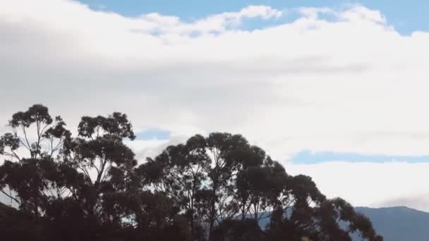 Timelapse Eukalyptus Tuggummi Träd Och Moln Som Passerar Över Bergen — Stockvideo