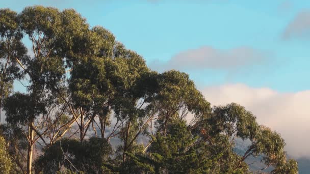 Birds Flying Learning Fly Native Australian Gum Trees Beautiful Mountains — Stock Video