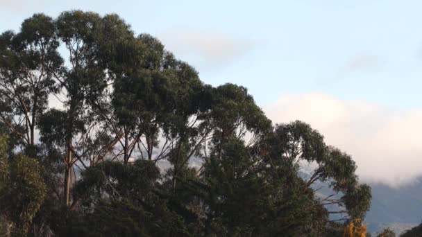 Timelapse Eucalipto Goma Árvore Nuvens Passando Sobre Montanhas Filmadas Tasmânia — Vídeo de Stock