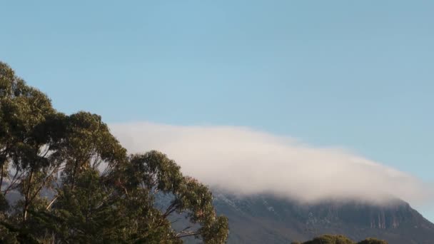 Eucalyptus Gum Tree Clouds Top Mountains Camera Panning Blue Sky — Stockvideo