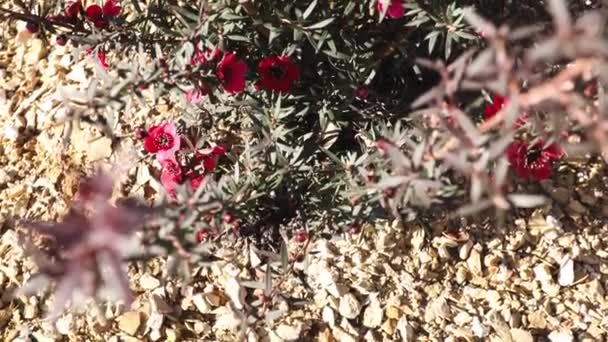 Tropisch Ogende Inheemse Australische Dianella Tasmanica Gras Buiten Zonnige Achtertuin — Stockvideo