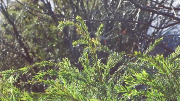 Native Australian Callistemon Bottlebrush Tree Branches Raindrops Tropical Sunshower Shot — Stock Video