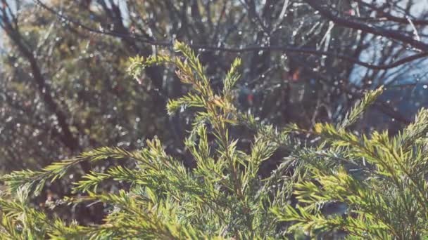 Nativo Australiano Callistemon Galhos Árvore Engarrafamento Com Gotas Chuva Chuva — Vídeo de Stock