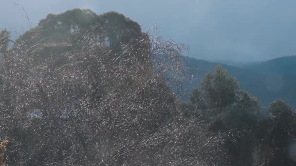 Gotas Chuva Galhos Árvores Nuas Cintilando Luz Solar Dura Que — Vídeo de Stock